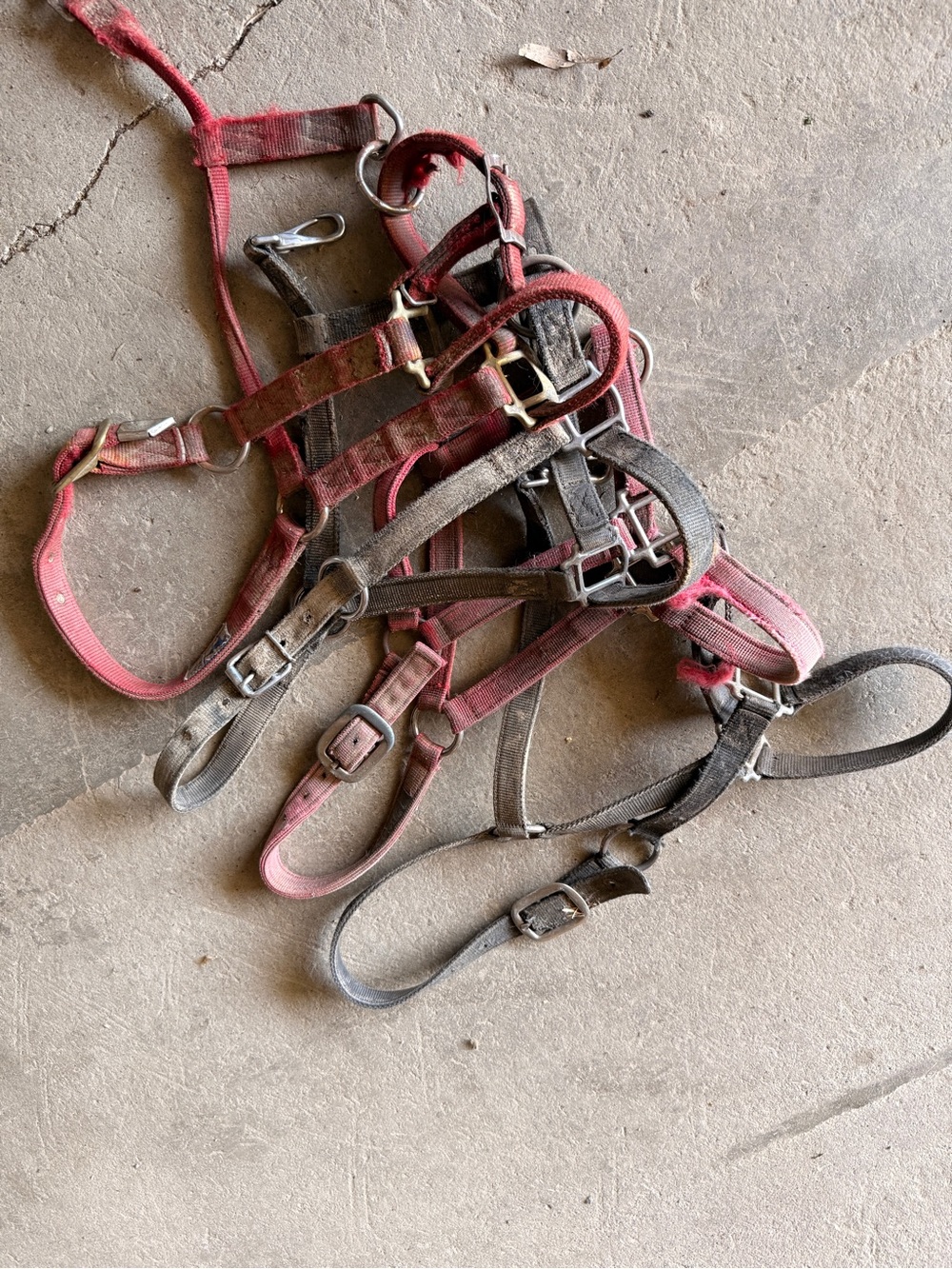 Horse Size Halter Bundle